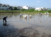 田植え写真2の画像